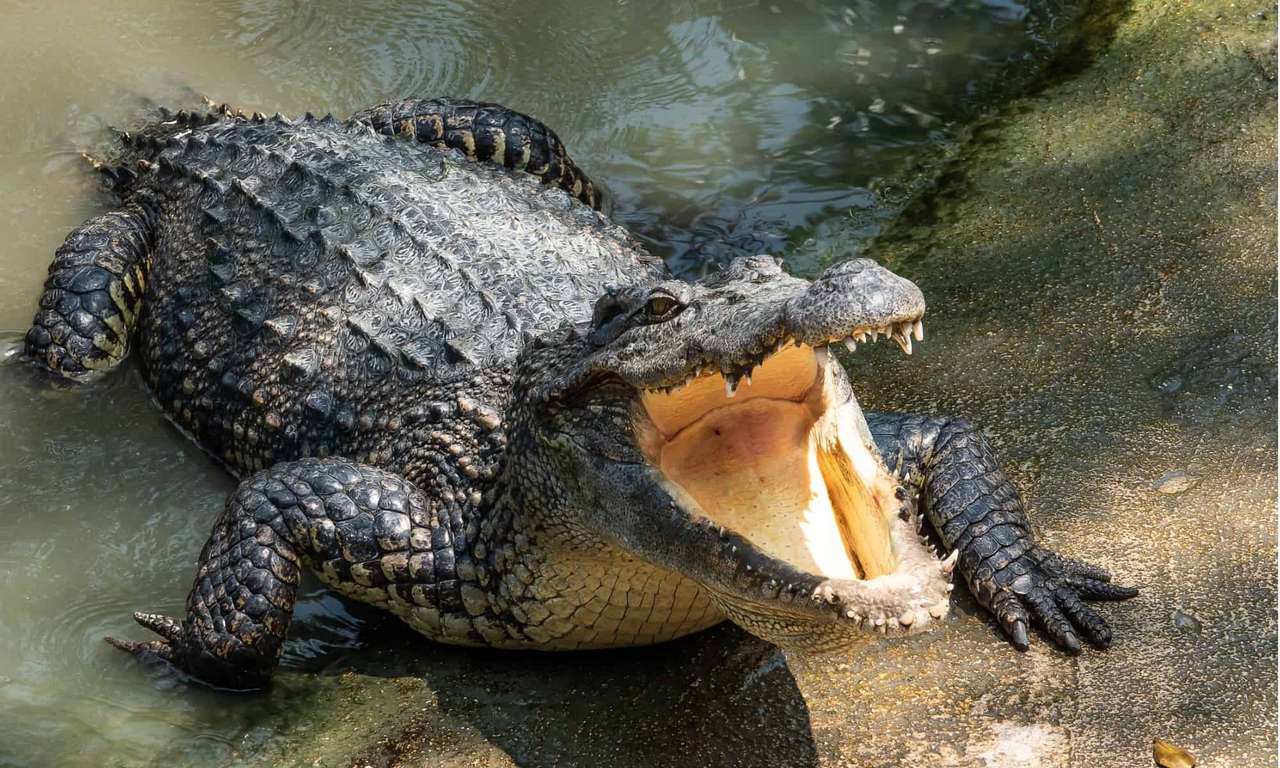 Крокодил онлайн пъзел от снимка