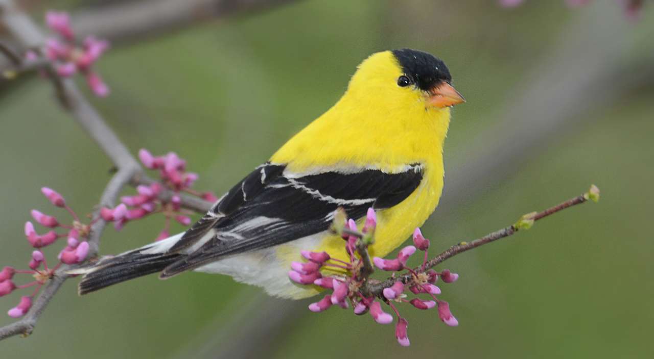 Pássaro amarelo e preto puzzle online