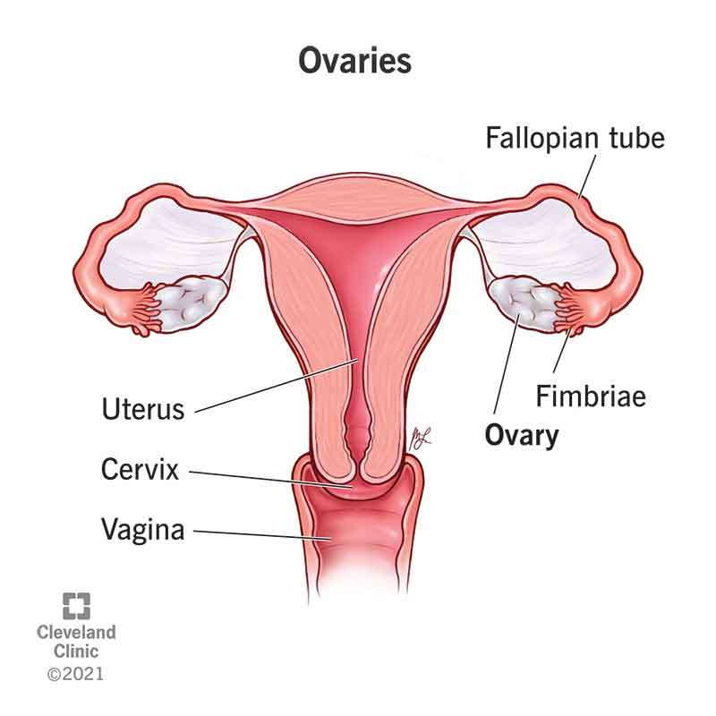 женската репродуктивна система онлайн пъзел от снимка