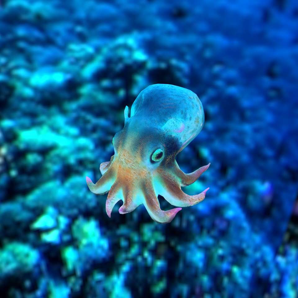 Octopus puzzel online van foto
