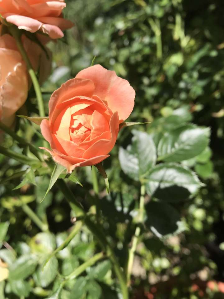Enkel ros pussel online från foto