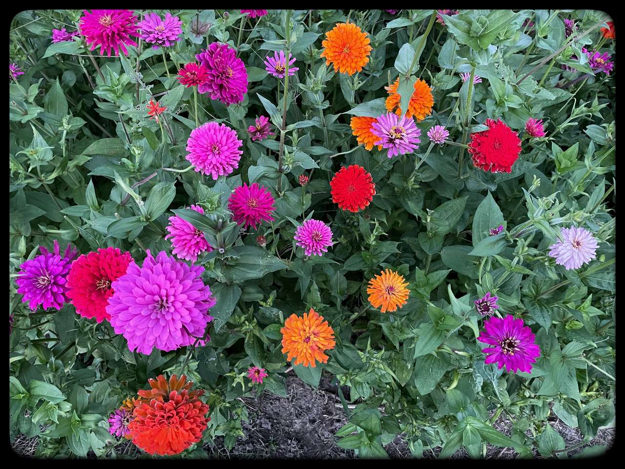 Flores de Zínia puzzle online