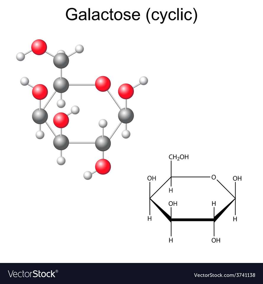 Galactose ist ein Amonemar im Polysaccharid Online-Puzzle vom Foto