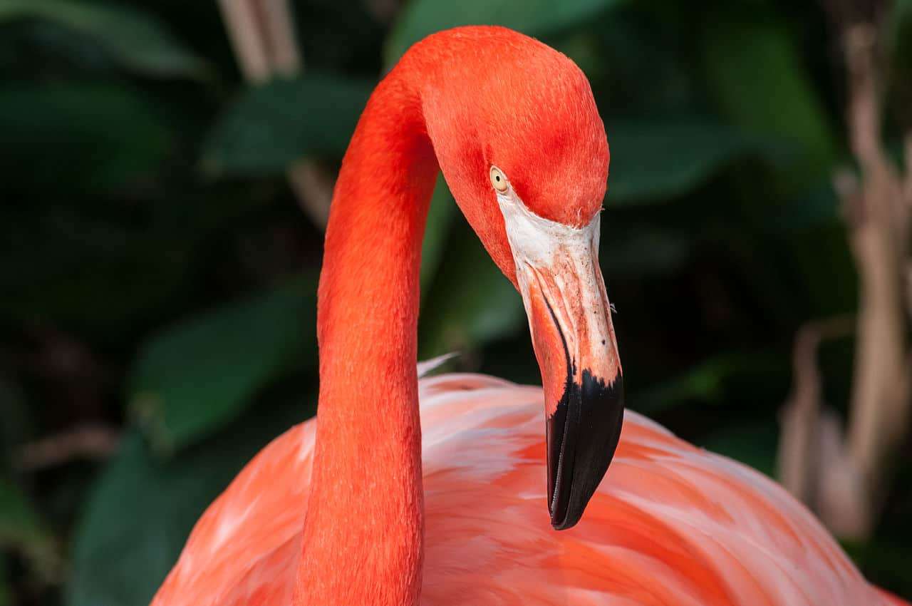 Flamingo pussel online från foto