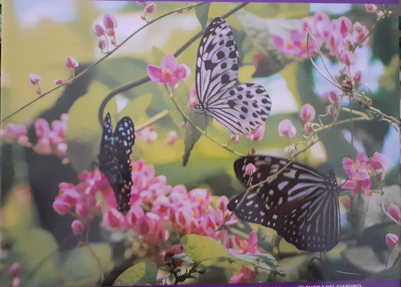 Fluture puzzle online din fotografie