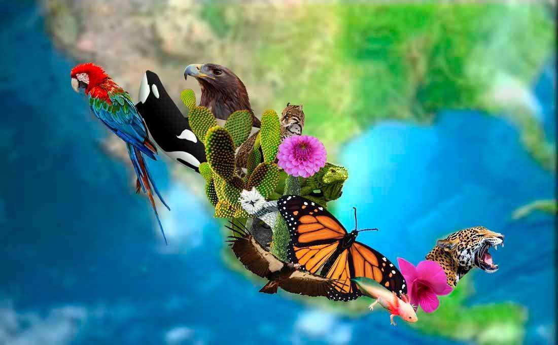 Biodiversidade puzzle online