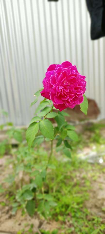 Снимка на роза онлайн пъзел