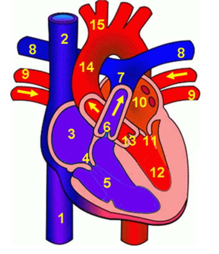 Coração humano puzzle online