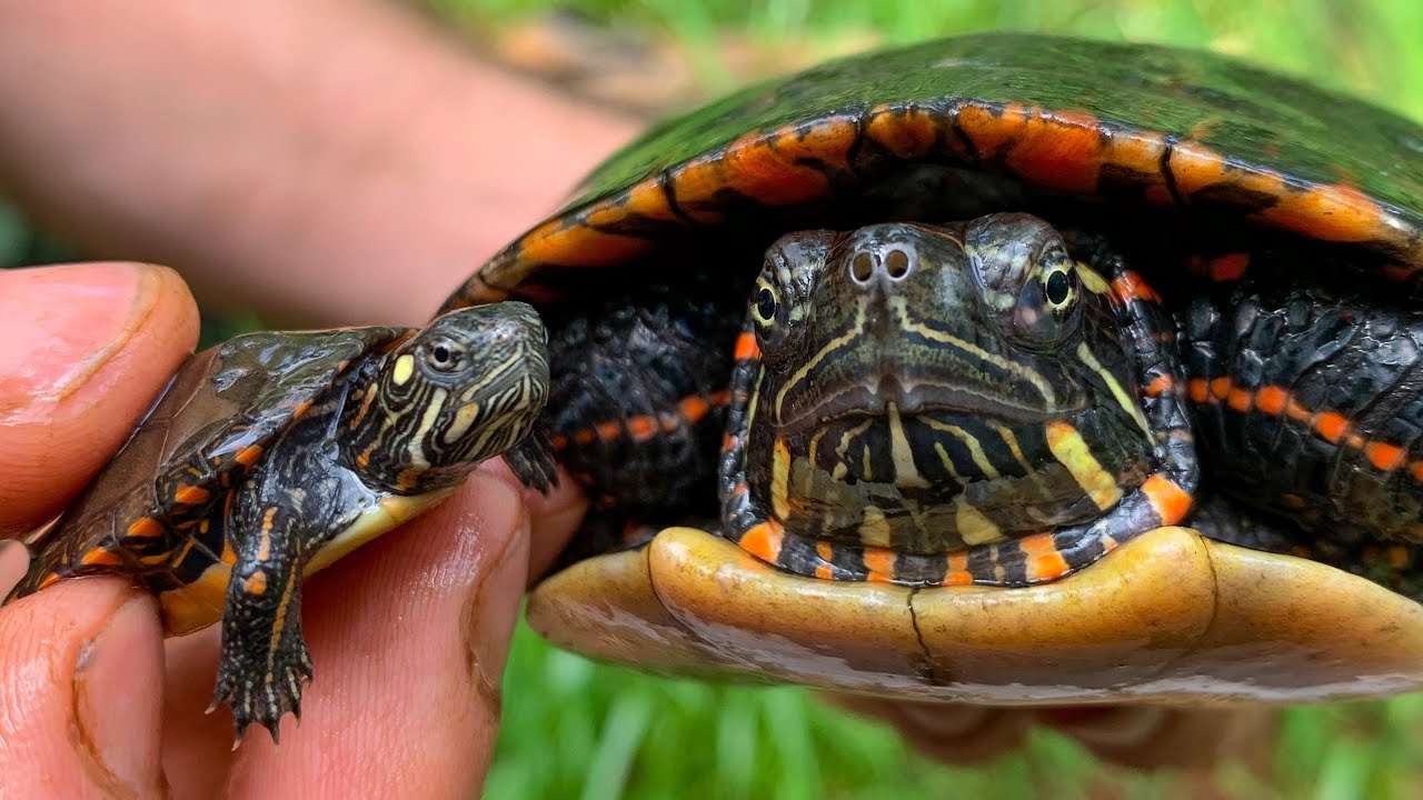 sköldpadda fhajkfhk Pussel online