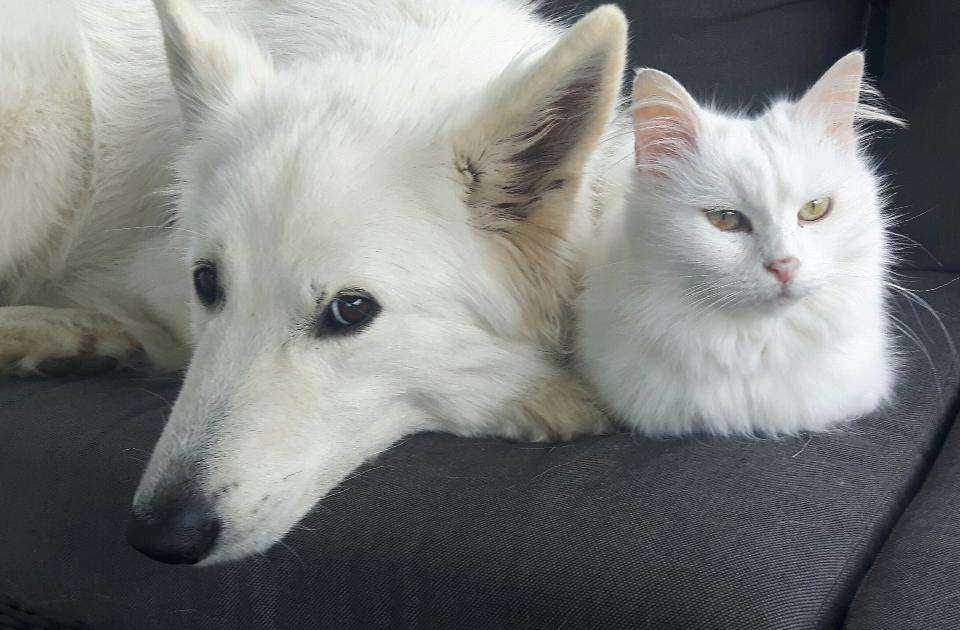 White Swiss Shepherd with Norwegian Forest Kitten puzzle online from photo