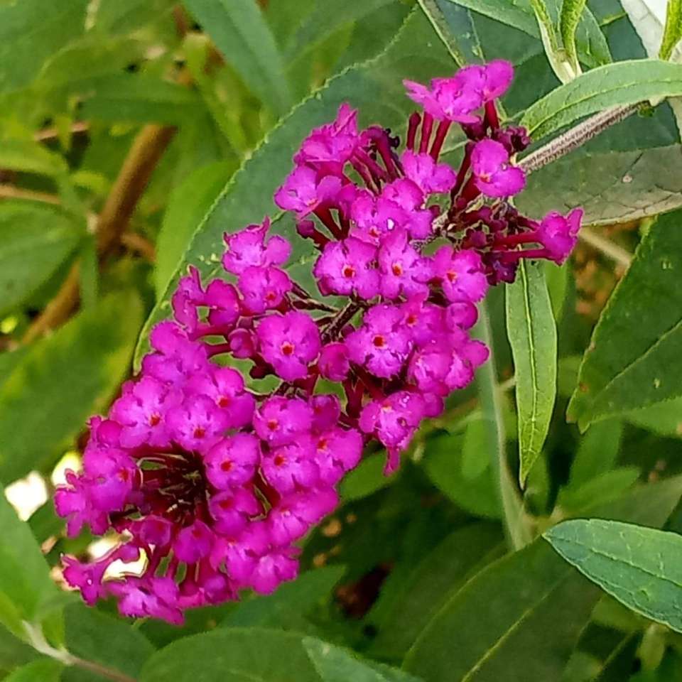 Július és augusztus nyári virág puzzle online fotóról