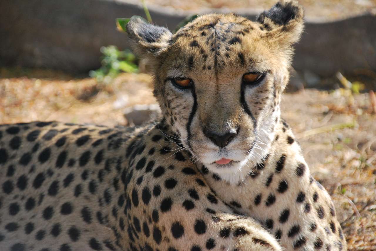 ghepard în Namibia puzzle online din fotografie