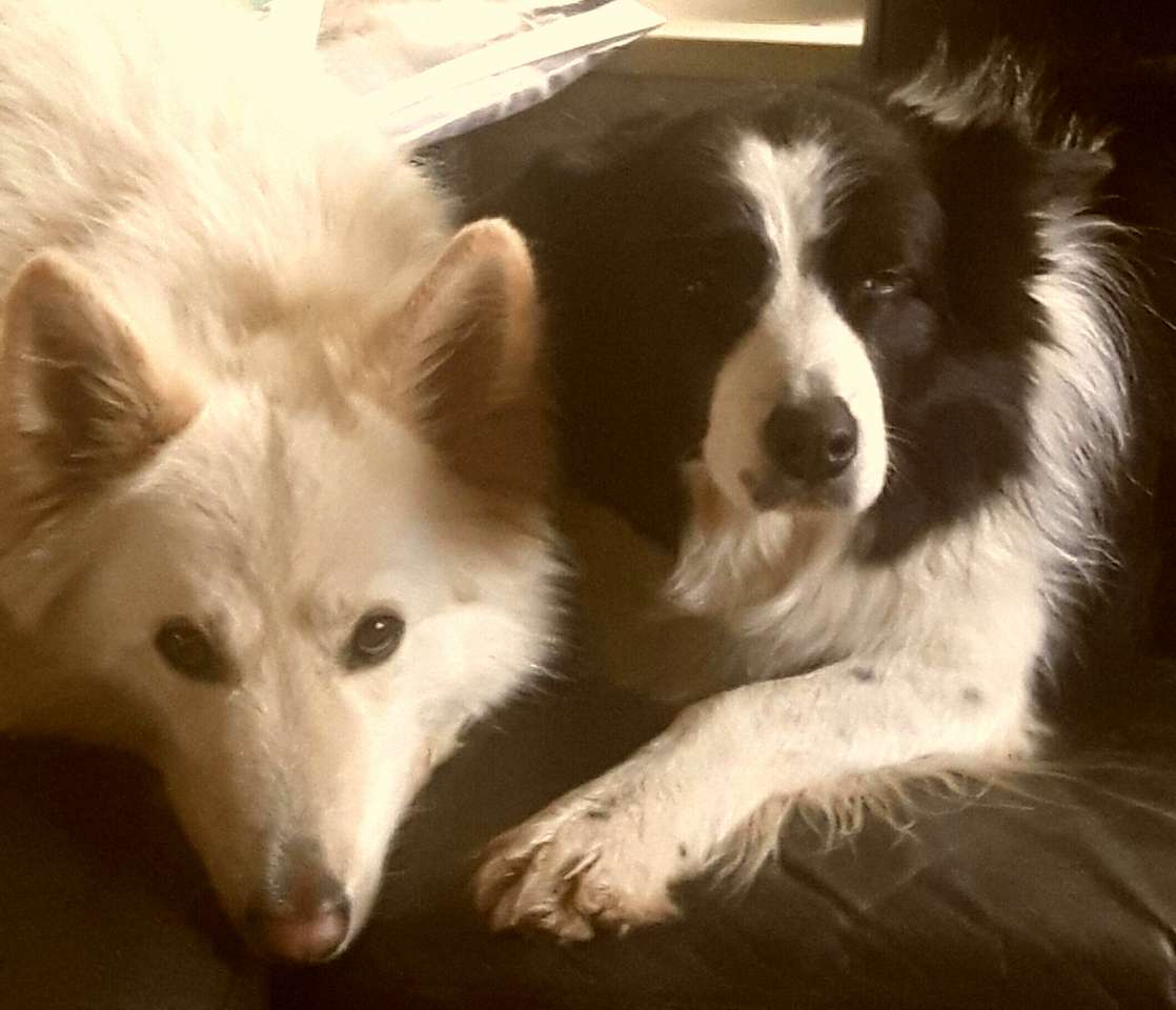 Border Collie and White Swiss Shepherd online puzzle