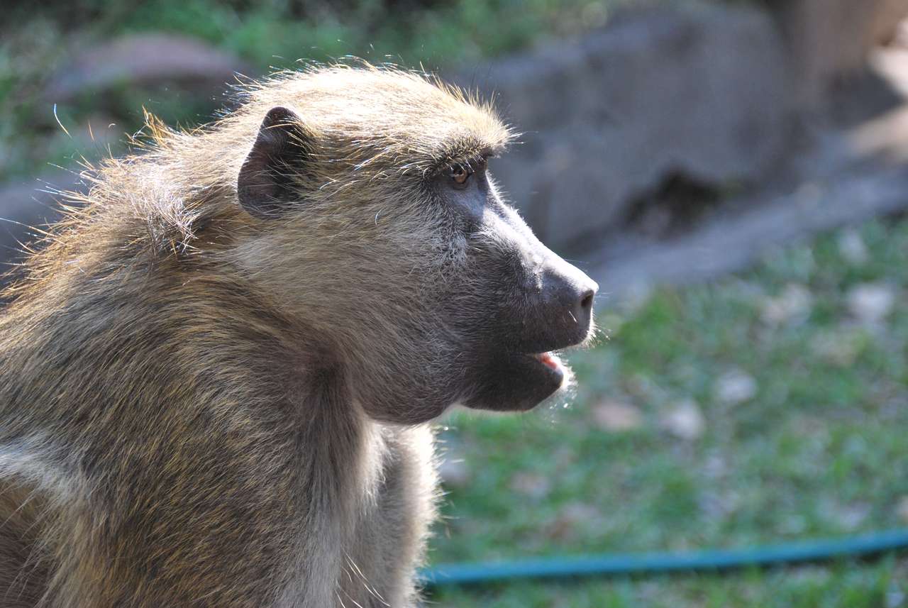етиопска маймуна онлайн пъзел
