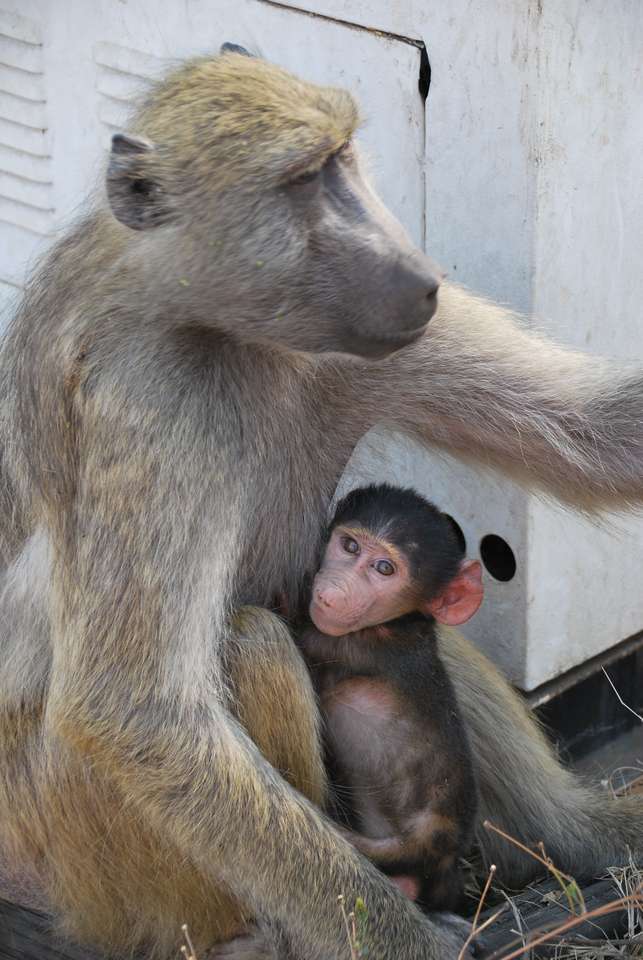opice s rodinou puzzle online z fotografie