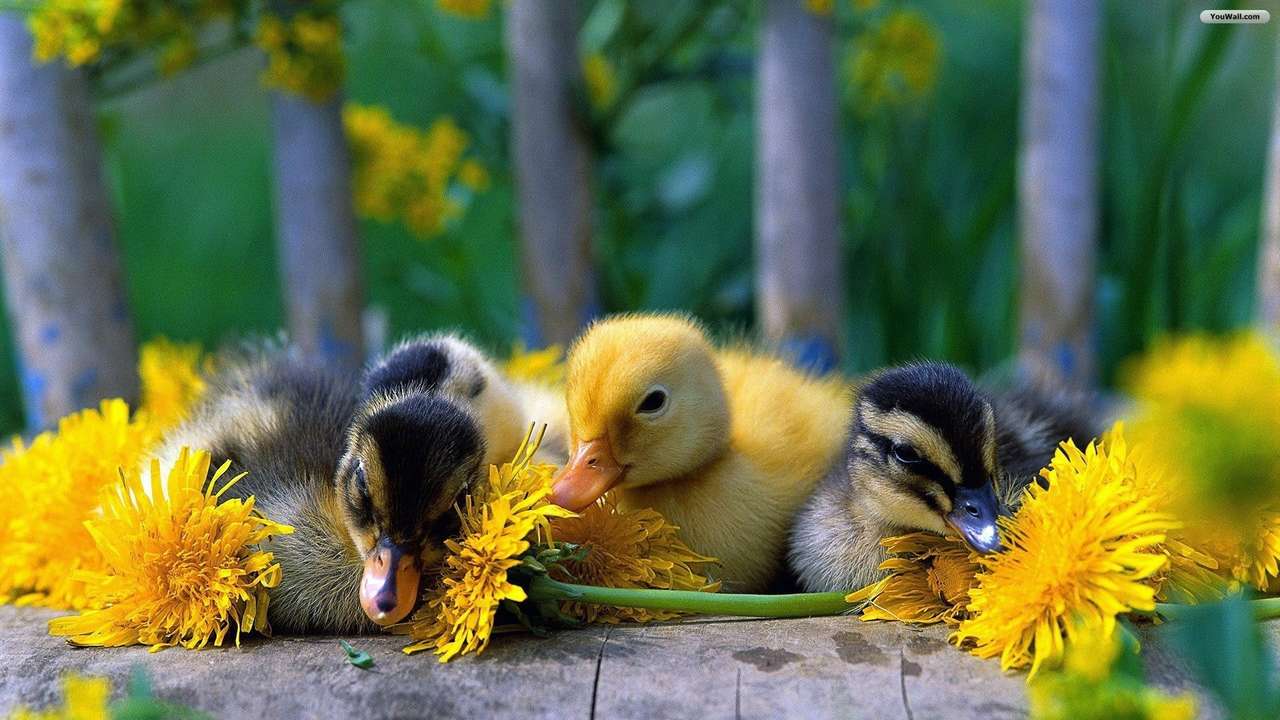 Little cute ducks. online puzzle