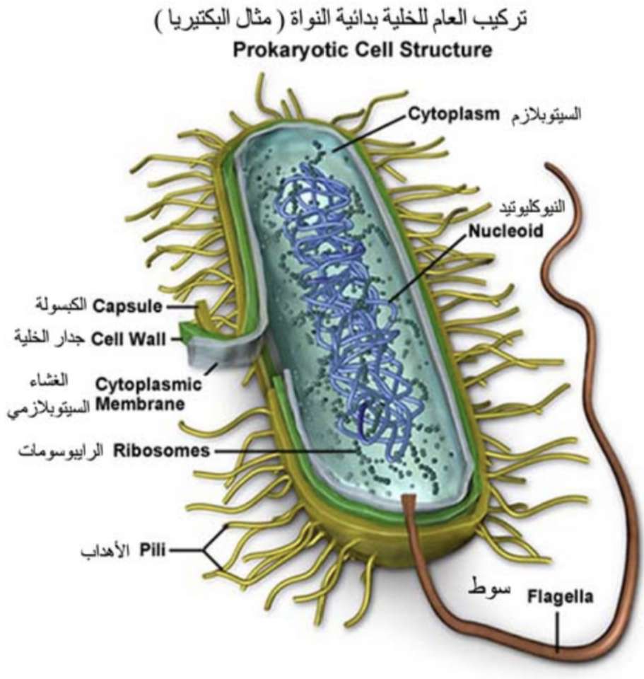 درس البكتيريا/لمار الثبيتي puzzle en ligne à partir d'une photo