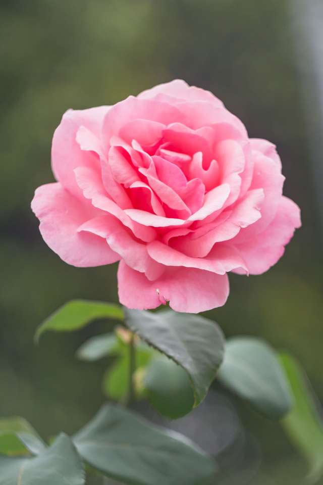 flor rosa rompecabezas en línea