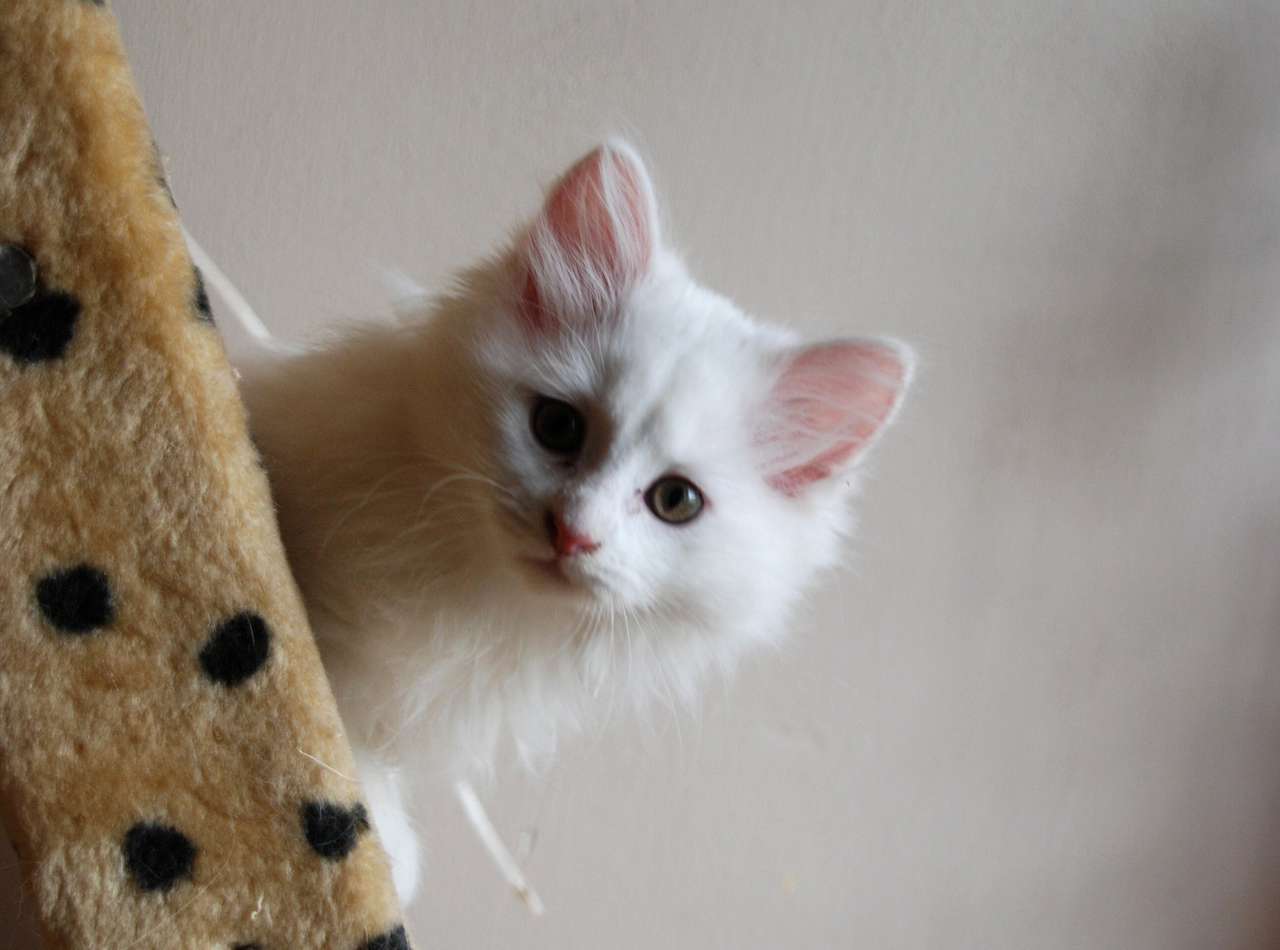 Xanadu, νορβηγικό δασικό γατάκι παζλ online από φωτογραφία