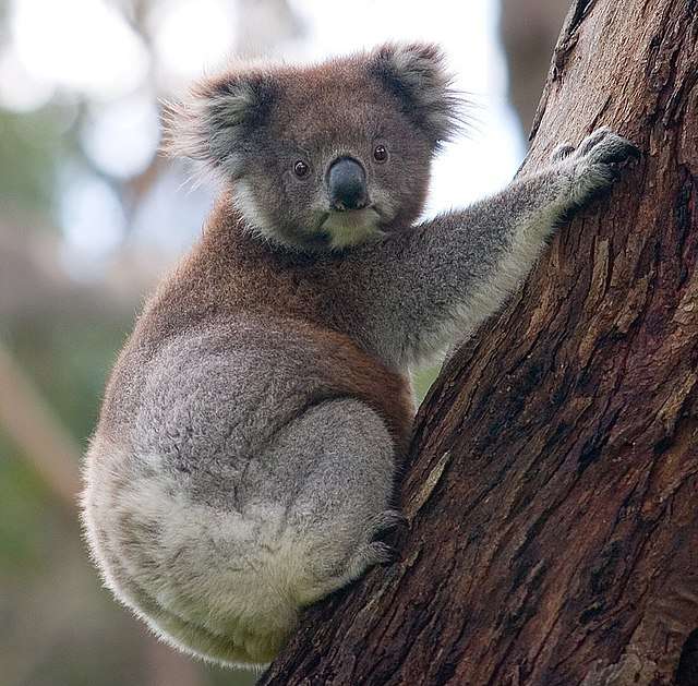 Koala Hayvanı puzzle online a partir de fotografia