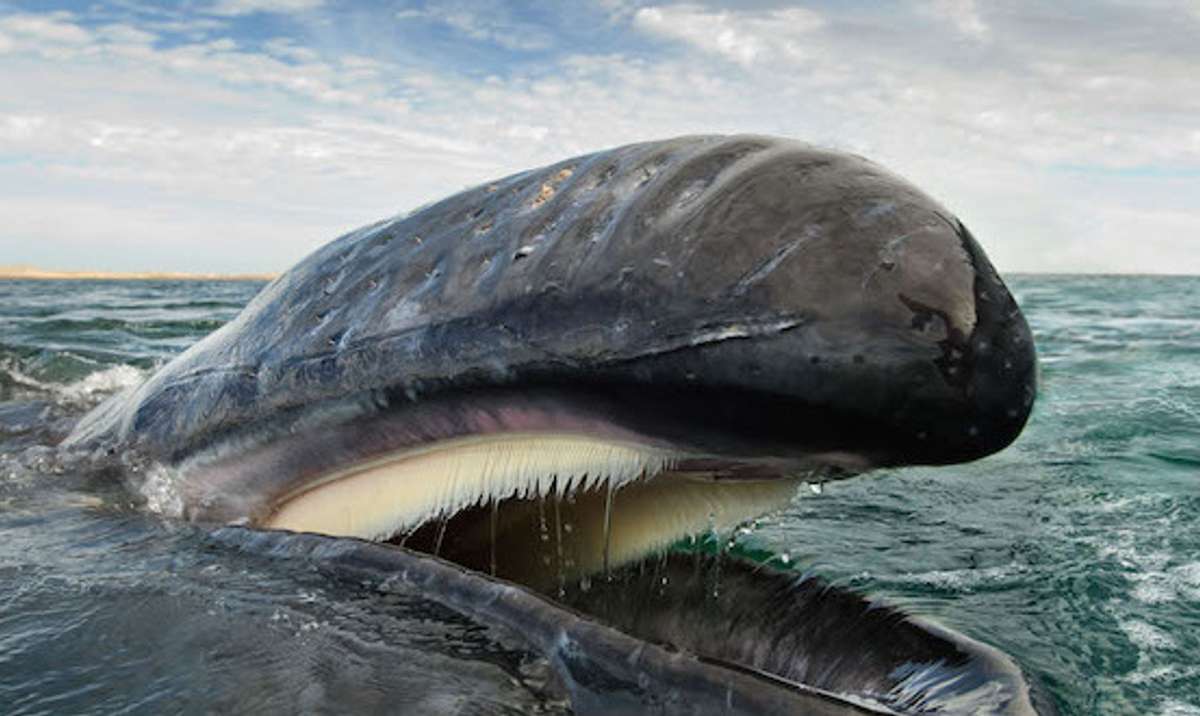 Rompecabezas de ballenas en el agua. puzzle online a partir de foto