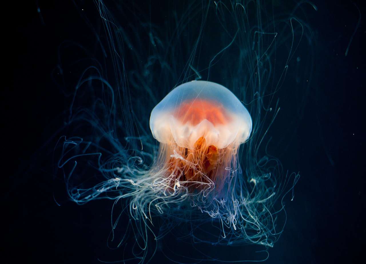 Jellyfish puzzle online from photo