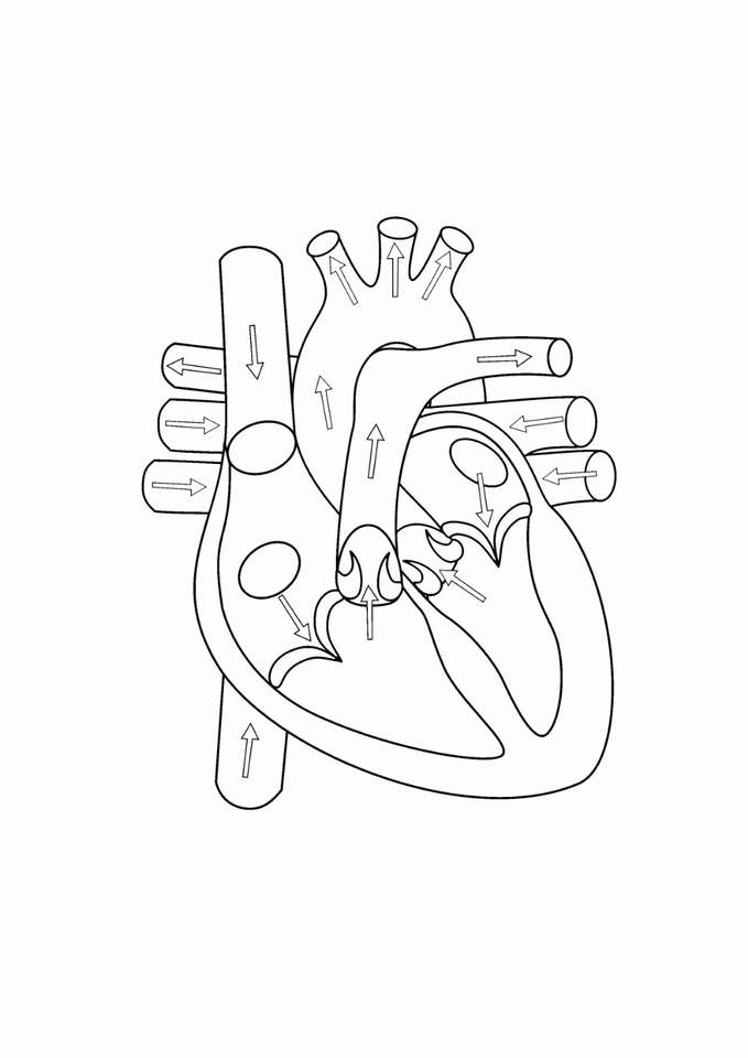 Circolazione cardiaca puzzle online