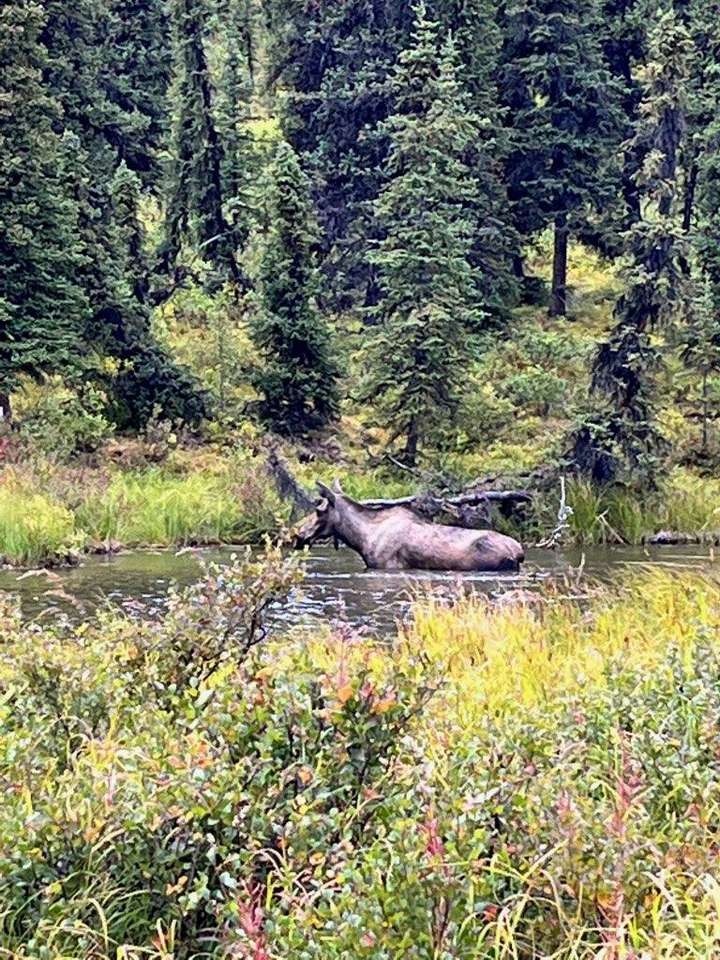 Moose in Alaska online puzzle
