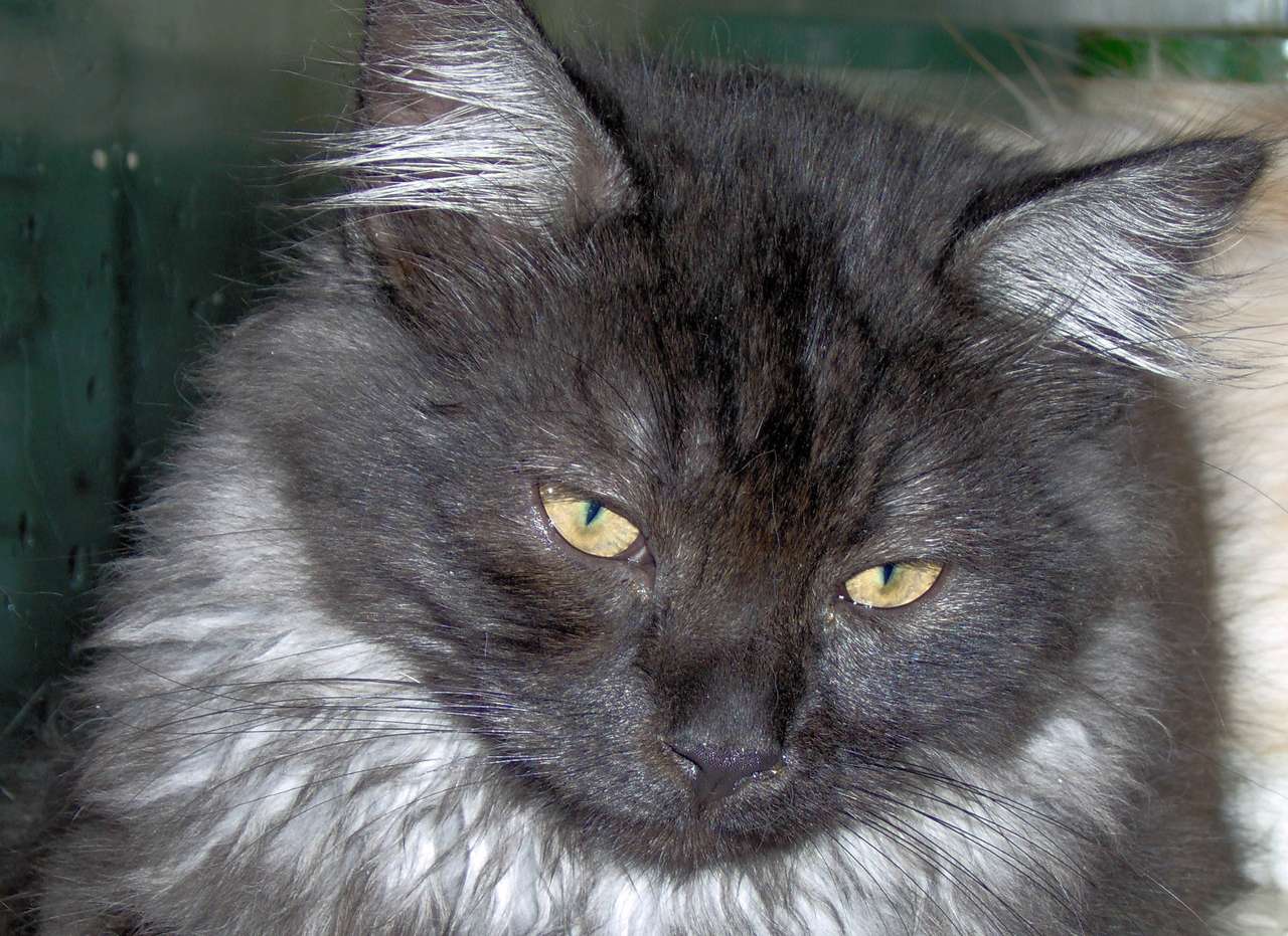 ブラックスモーク メインクーン猫 写真からオンラインパズル