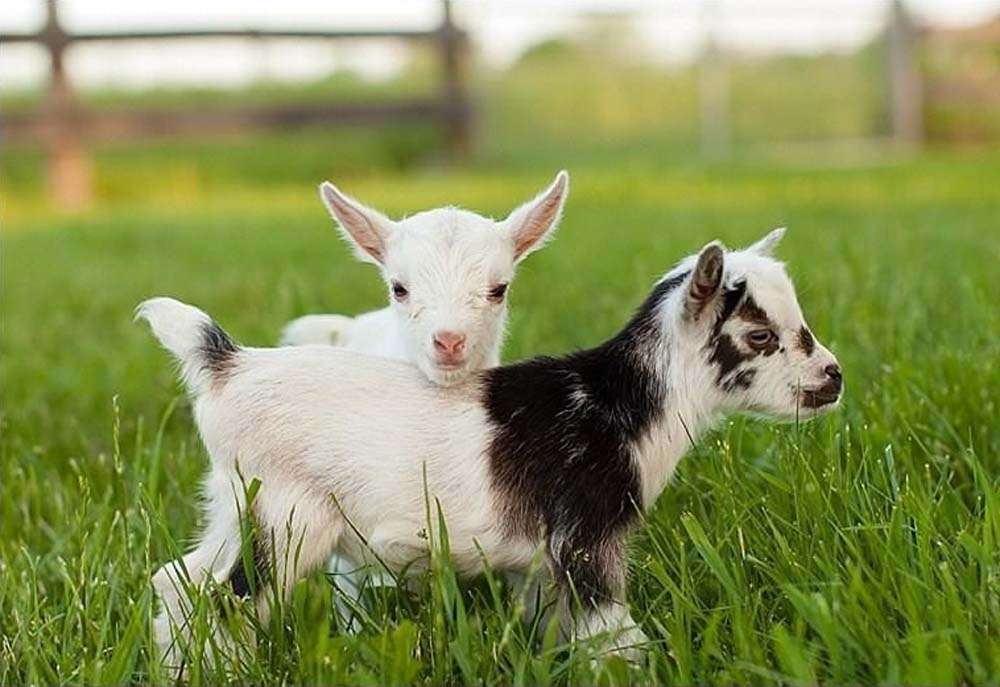 Baby Goats online puzzle