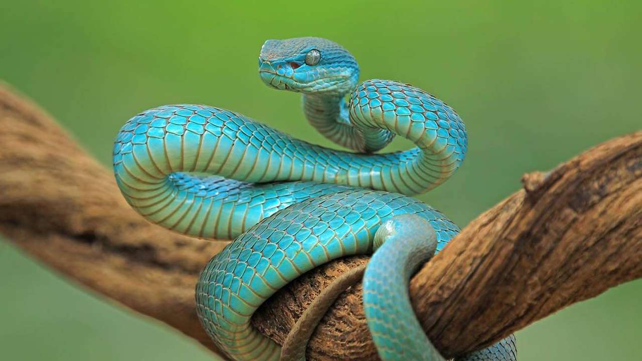 Blå orm Pussel online