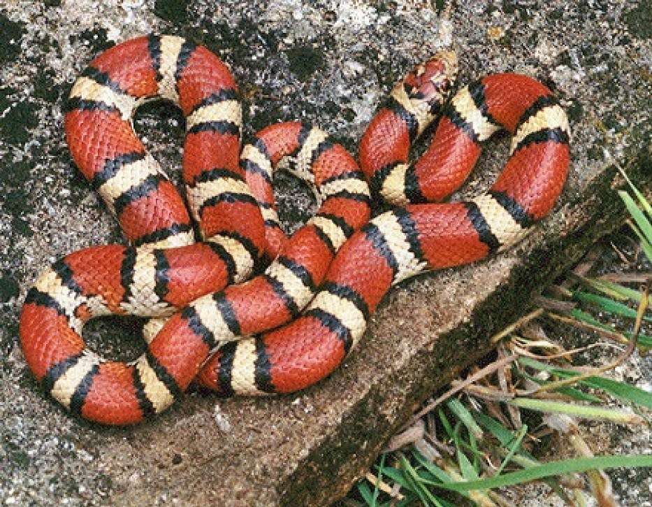serpiente colorida puzzle online a partir de foto