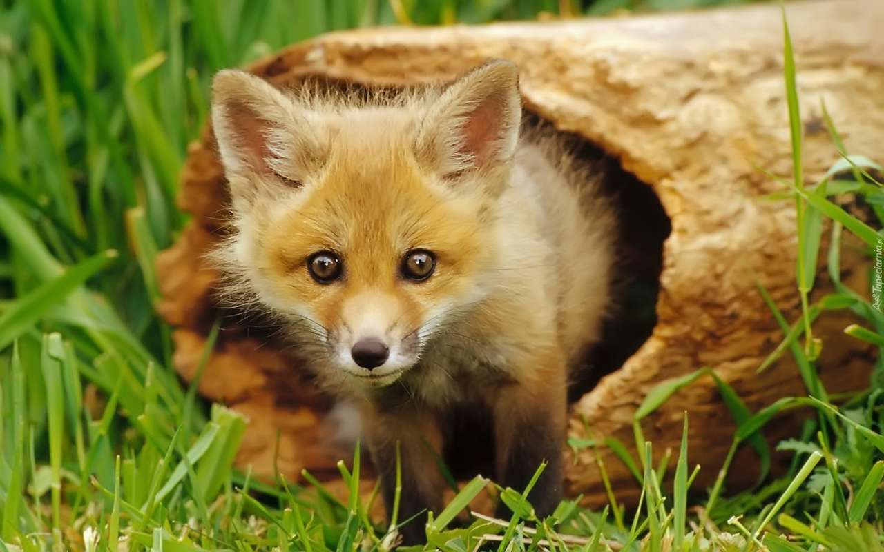 Uma raposa em um log puzzle online a partir de fotografia