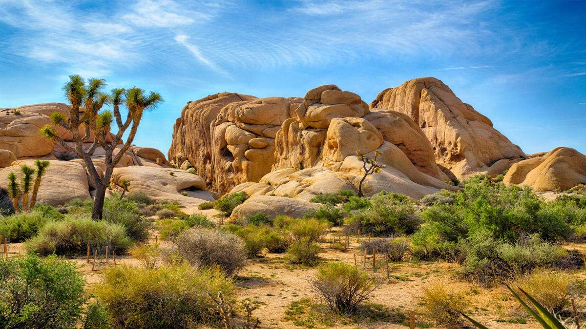 Joshua Tree puzzle online from photo