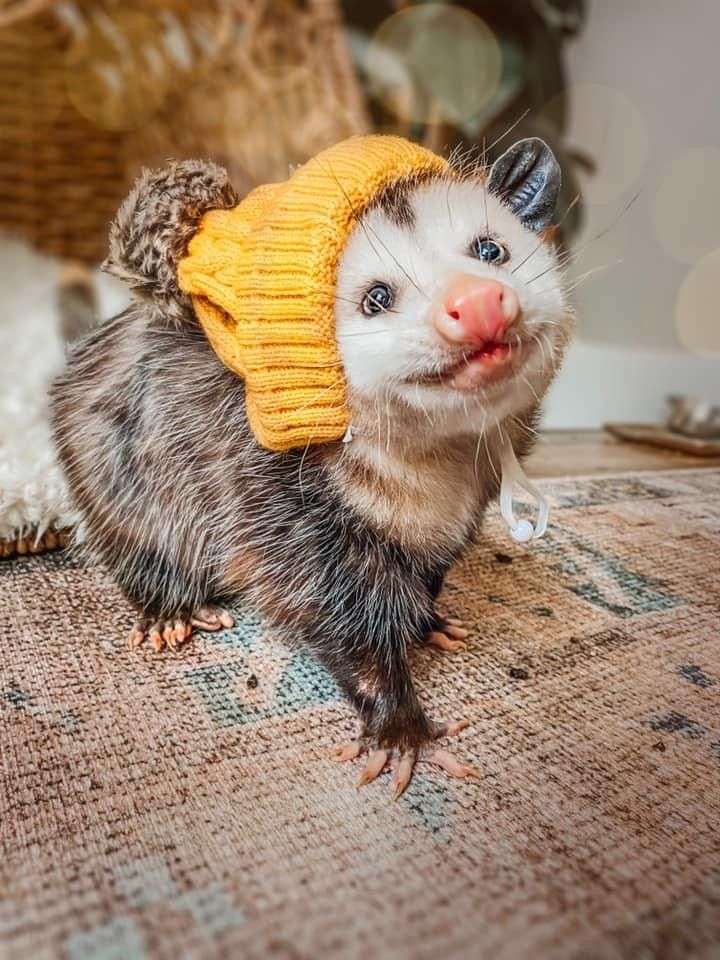 Söta Opossum Pussel online