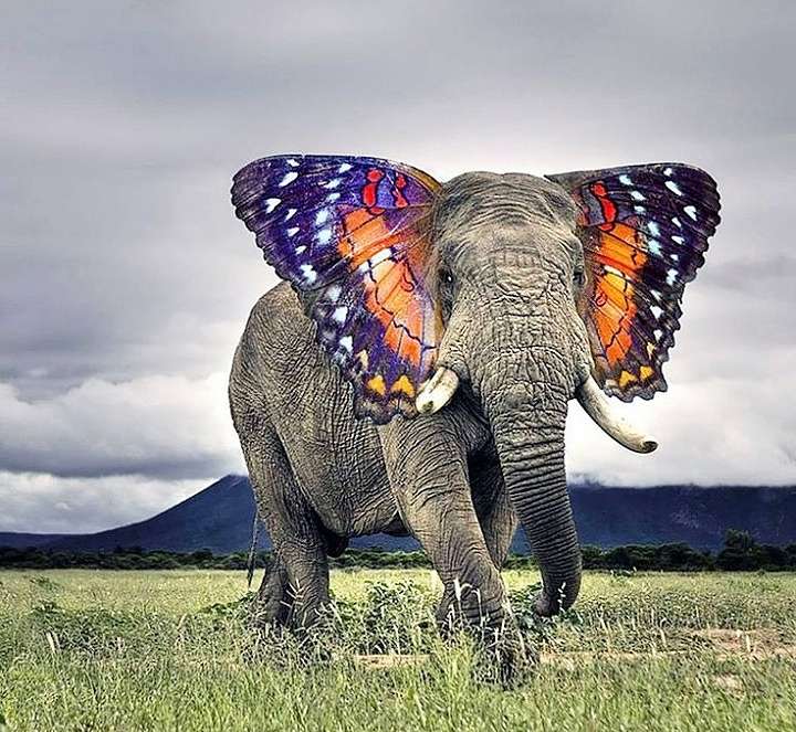 Elefant puzzle online