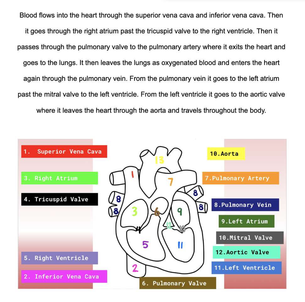 Diagram srdce online puzzle