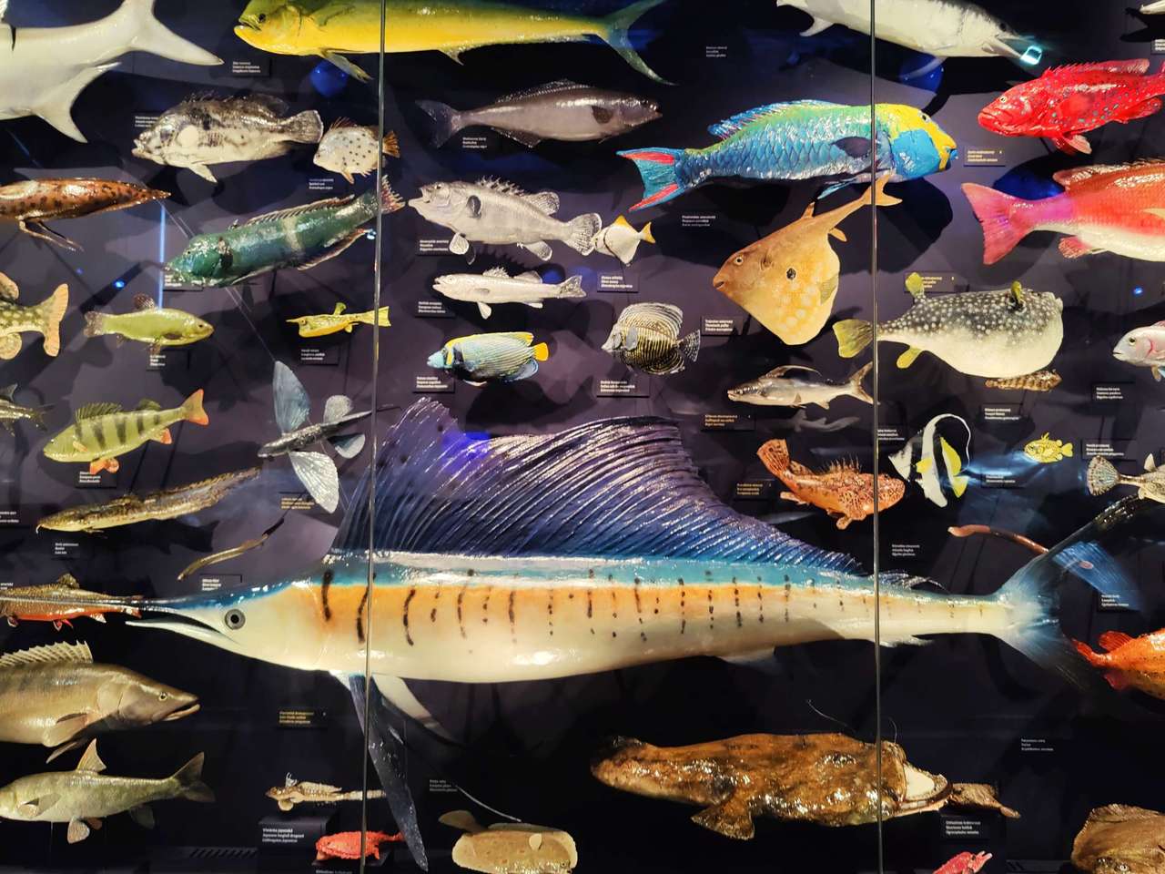 Fishes at Prague National Museum puzzle online from photo