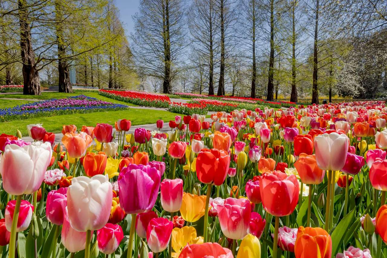 Tulips In Disclosed online puzzle