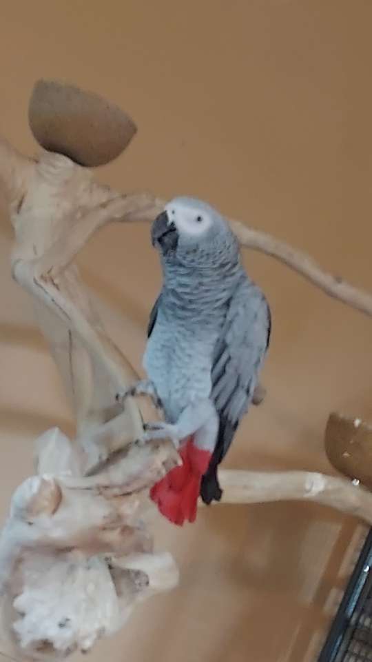 Il mio pappagallo puzzle online da foto