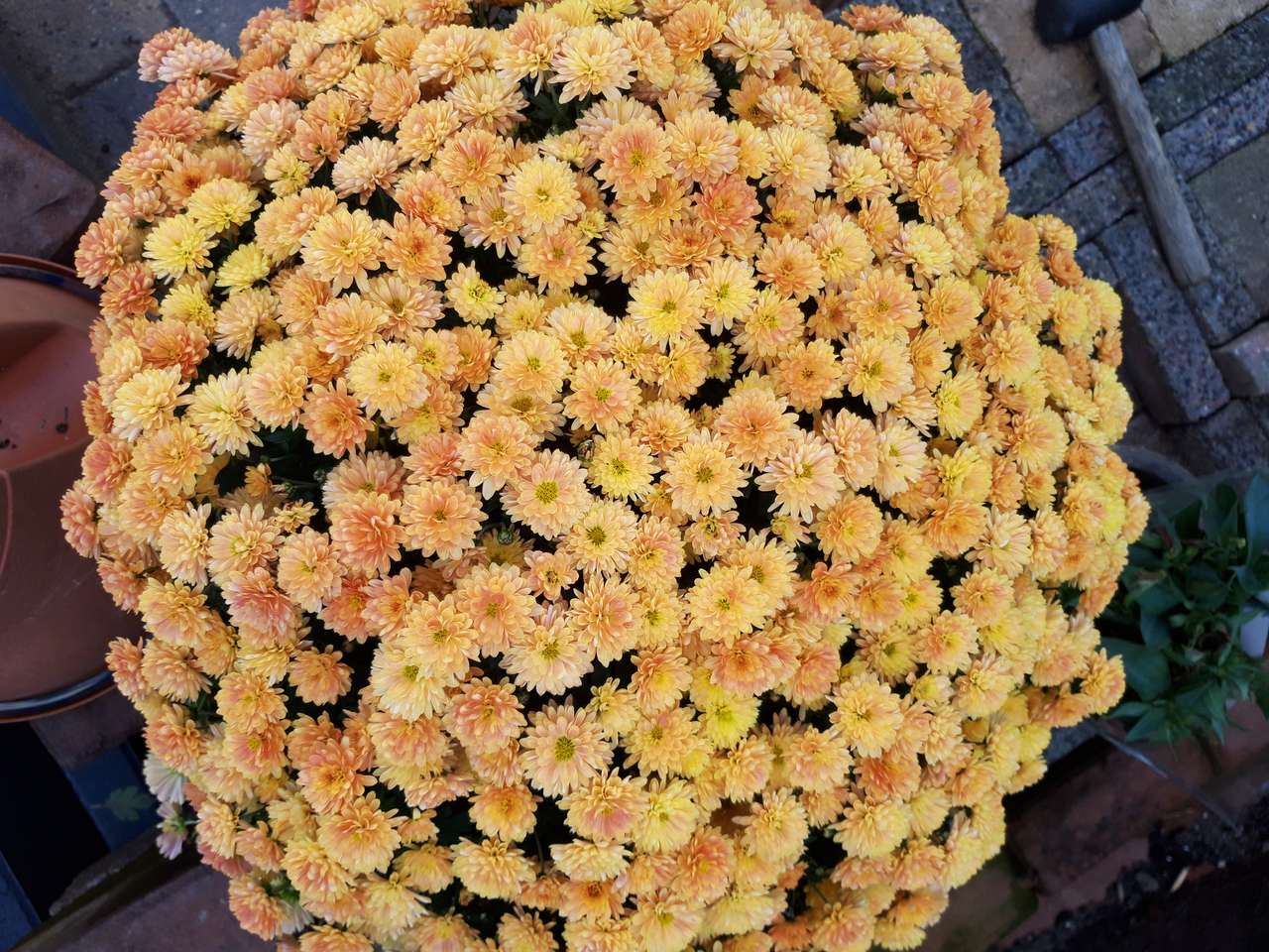 Разцъфнали цветя онлайн пъзел от снимка
