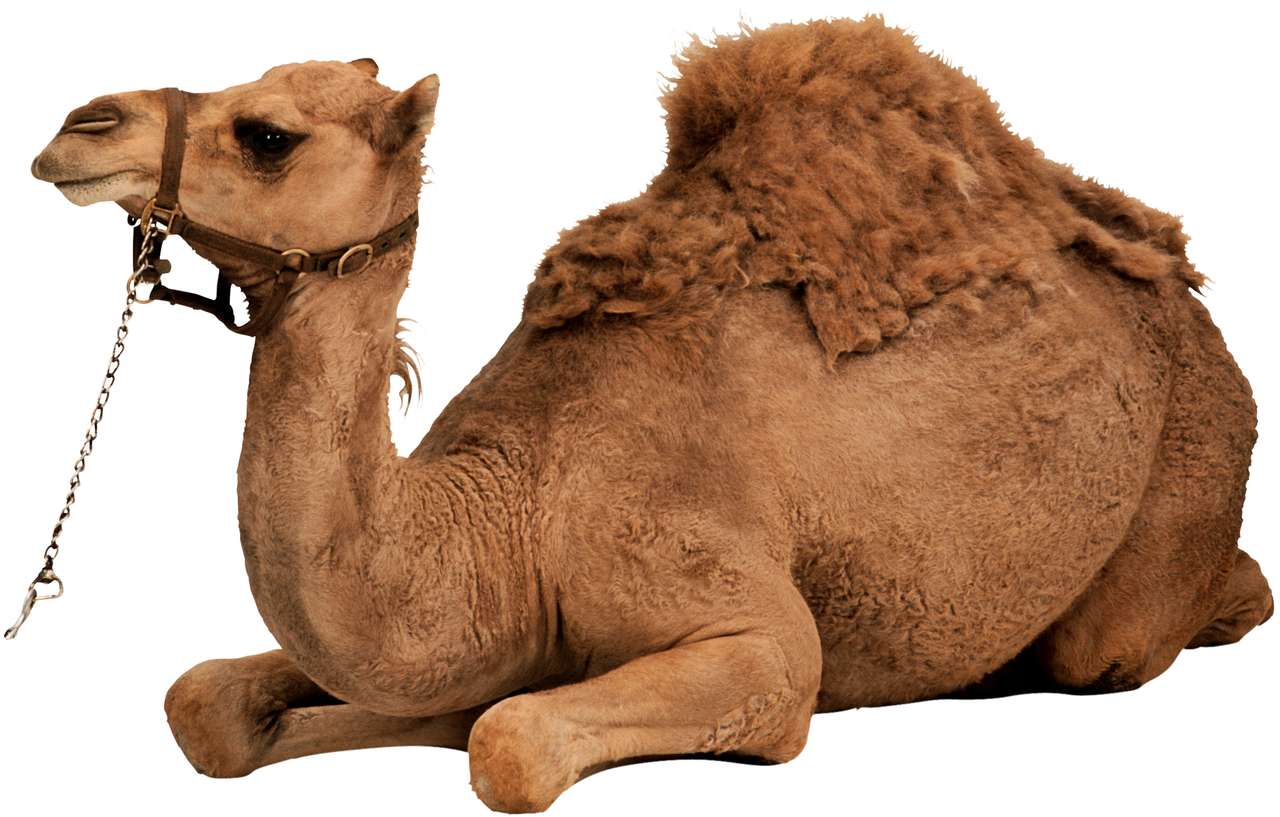 camello w w w w w w. www puzzle online a partir de foto