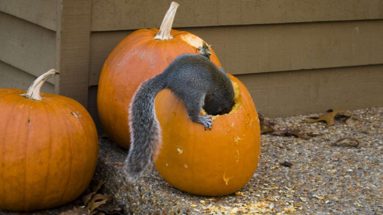 Das Eichhörnchen Online-Puzzle vom Foto