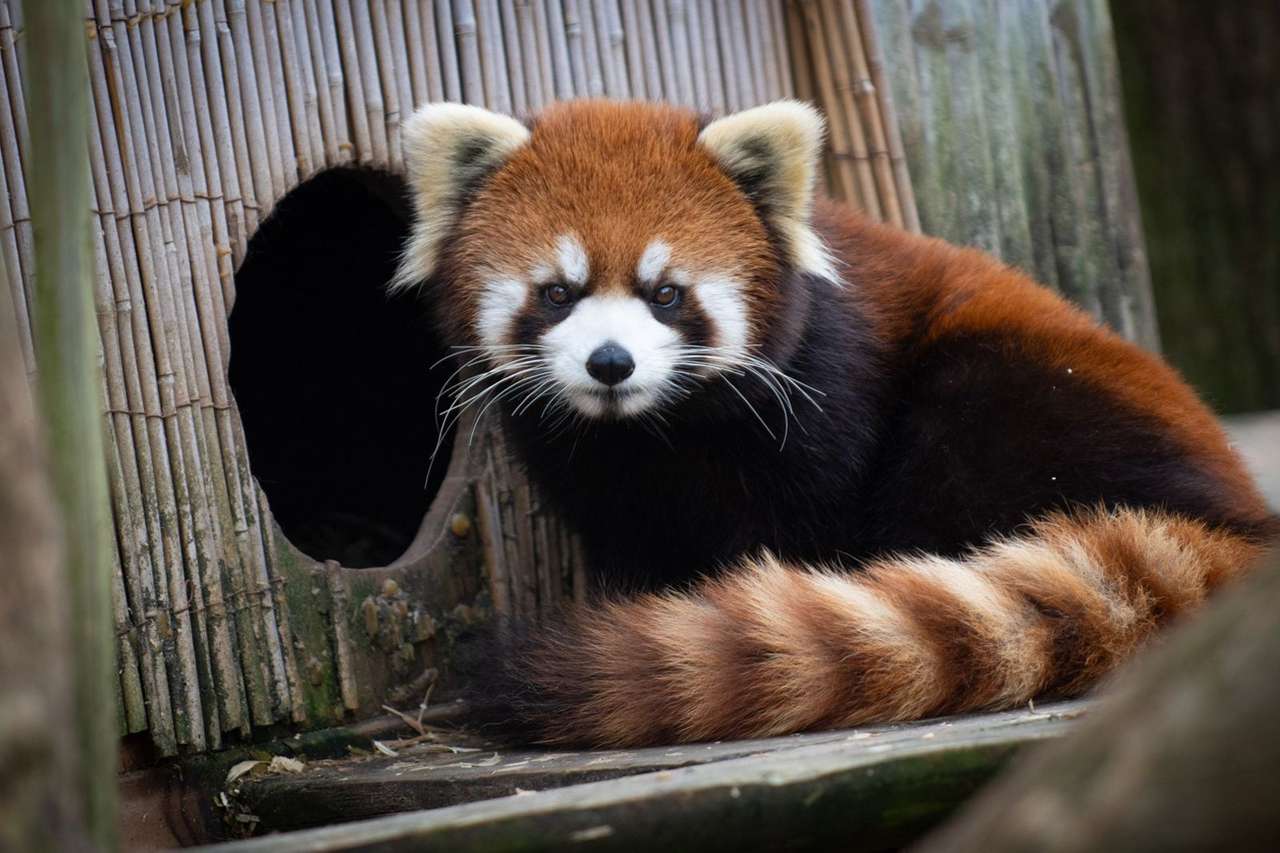 Red panda puzzle online from photo