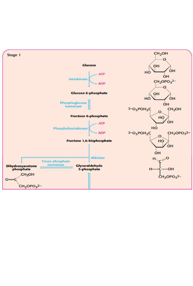 glycolysis online puzzle