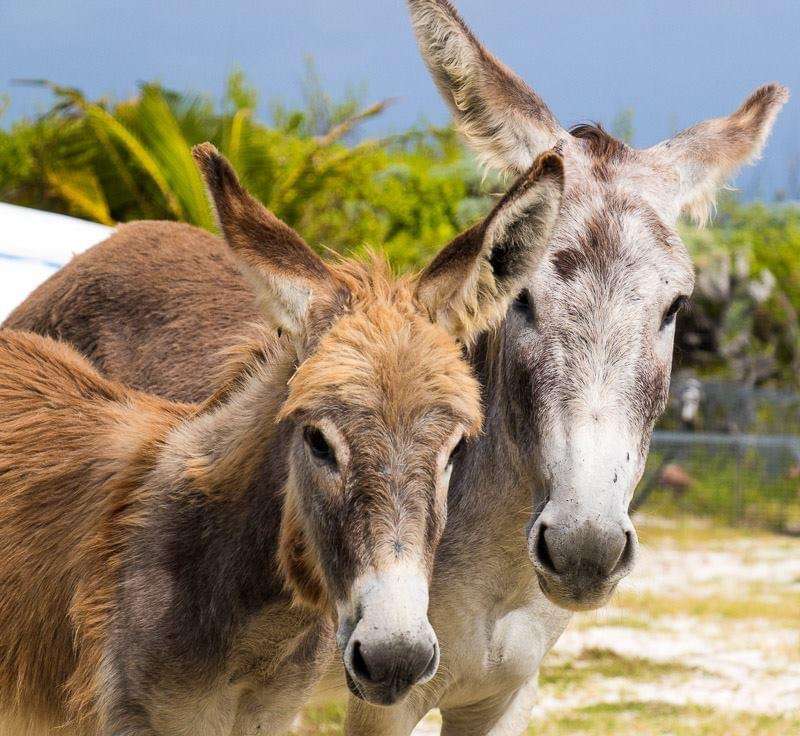 Donkeys on the beach puzzle online from photo