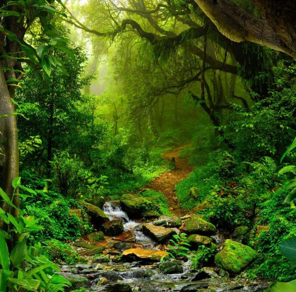 Rainforest puzzle online from photo