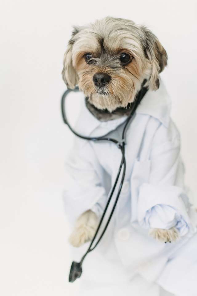 Dokter Puppy online puzzel