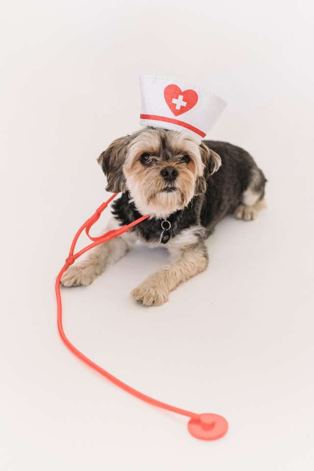 Кученце-медицинска сестра онлайн пъзел