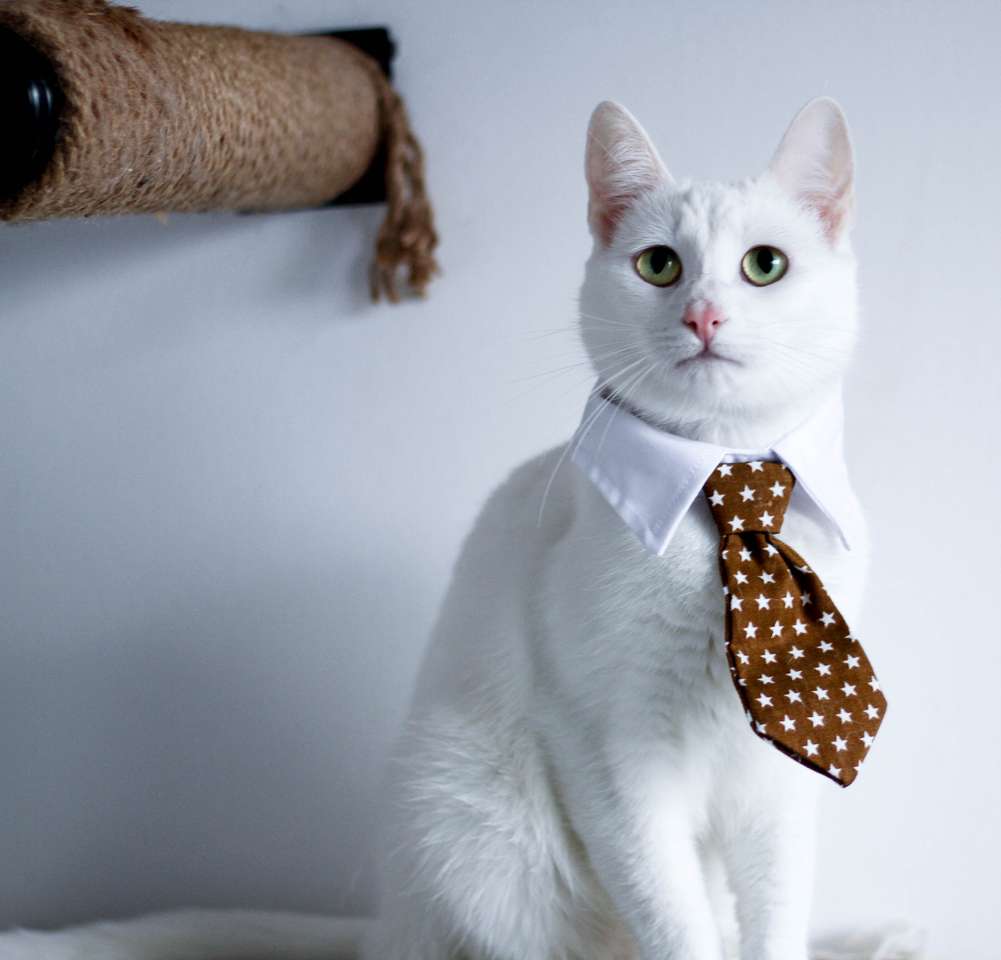 Business Cat puzzle online from photo